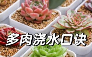 多肉移植后多久晒太阳（多肉植物移植后多久服盆）