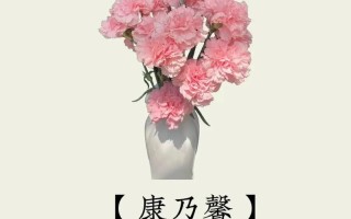 康乃馨送花的数量讲究（康乃馨要送几朵）
