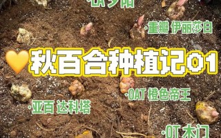 百合秋天怎么养（百合秋天怎么养护和管理）