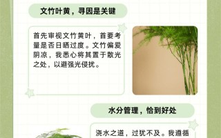 文竹叶子发黄的常见原因和处理方法（文竹叶子发黄怎么办?教你几招,轻松解决,叶子翠绿!）
