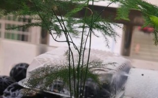 文竹球怎么养（文竹怎么用）