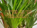 水仙花能养在家里吗（水仙花适不适合在家养?）