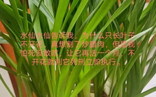 水仙花能养在家里吗（水仙花适不适合在家养?）