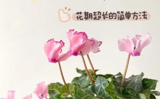 如何使仙客来在元旦开花（仙客来开花了怎么浇水施肥）