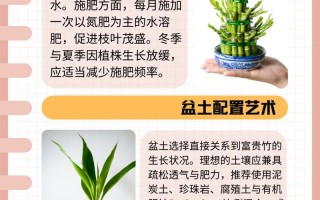 富贵竹施肥用什么肥料（富贵竹需什么肥料）