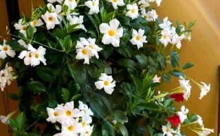 飘香藤怎样花多（飘香藤的花期）