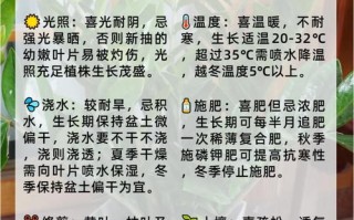 金钱树如何分株（金钱树分株方法视频）