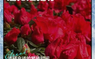 西洋杜鹃的繁殖方式（西洋杜鹃的繁殖方式是什么）