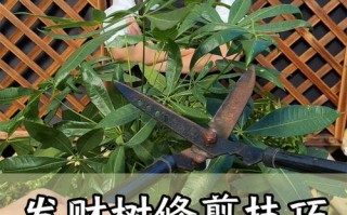 发财树长高了怎么修剪（发财树长高了可以剪枝吗）