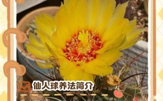 仙人球怎么养（仙人球怎么养才会开花）