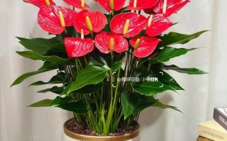 招财的鲜花花语是什么（招财的鲜花花语是什么花）