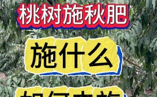 桃树秋天怎么养（桃树秋天怎么养护和管理）