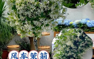 风车茉莉怎么养（风车茉莉怎么养才开花）