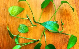 水培绿萝什么季节移栽好（水培绿萝什么季节移栽好活）
