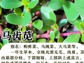 狗牙草养殖方法是什么（狗牙草怎么吃清热解毒功能好）