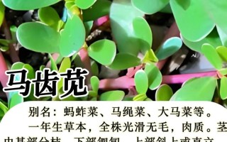狗牙草养殖方法是什么（狗牙草怎么吃清热解毒功能好）
