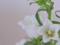 鲜花风铃花花语（风铃花话花语）