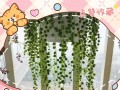 多肉吊兰佛珠怎么养（多肉吊兰佛珠怎么养护和浇水）