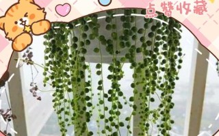 多肉吊兰佛珠怎么养（多肉吊兰佛珠怎么养护和浇水）