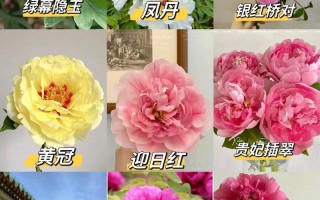 二乔牡丹怎么分株（二乔牡丹的命名来源）