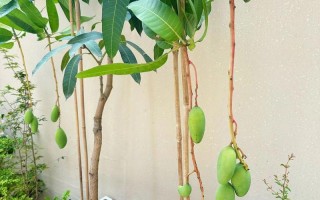芒果核怎么种盆栽（芒果核怎样栽种）