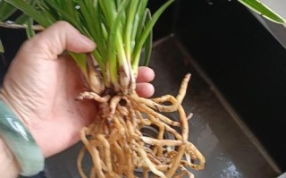 兰花根太多怎么分株（兰花花根）