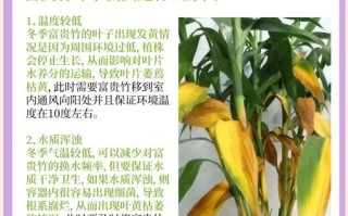 富贵竹叶子卷边怎么办（富贵竹叶打卷怎么办）