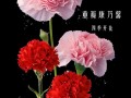 19枝鲜花的寓意是什么（19朵鲜花花语）