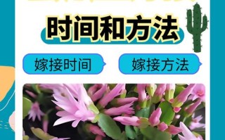 蟹爪兰的嫁接方法（嫁接蟹爪兰最佳时间）