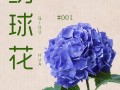 鲜花花束绣球的花语和寓意（各种绣球花花语）