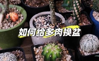 多肉植物怎么换盆（多肉植物怎么换盆才长得又粗又壮）
