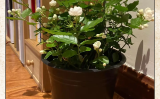 茉莉长寿爆盆10年（茉莉生长周期是多少年）