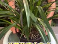 春兰怎么浇水（春兰浇什么水）