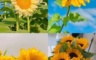 19朵向日葵鲜花寓意（9朵向日葵花束寓意）