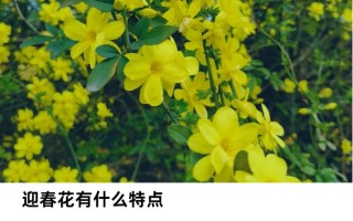 迎春花花期及其养护（迎春花的养护与修剪）