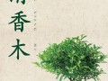 清香木的养殖方法和注意事项（胡椒木的养殖方法和注意事项）