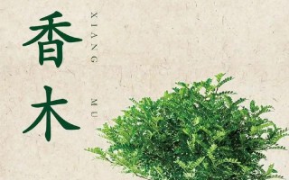清香木的养殖方法和注意事项（胡椒木的养殖方法和注意事项）
