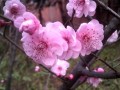 春日鲜花花语（春日的花有哪些）