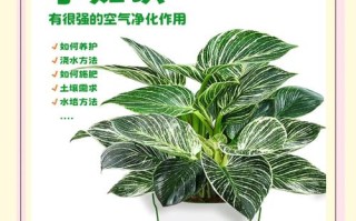 金钻冬天怎么养（金钻冬天怕冻吗）