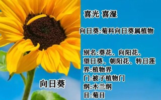 50岁女士鲜花花束寓意（50岁女人生日送什么花最合适）