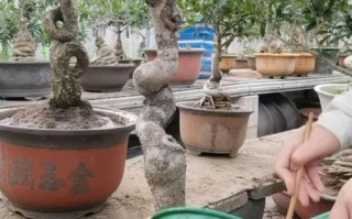 桂花什么时候换盆比较好（桂花什么时候移栽换盆好）