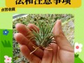 观赏凤梨这么养（请问凤梨怎么养）