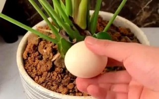 打个鸡蛋扔花盆里（盆栽里打鸡蛋）