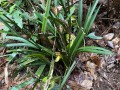 蒂牡花应该如何种植（蒂花恋中胚10次效果图片）