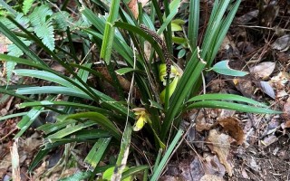 蒂牡花应该如何种植（蒂花恋中胚10次效果图片）