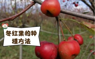 冬红冬天养殖的禁忌（冬红开花）