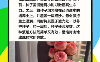 玫瑰花的繁殖方法（玫瑰花的繁殖方法和病虫害防治）
