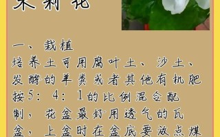 茉莉花怎么养开花多（茉莉花怎么养会开花）