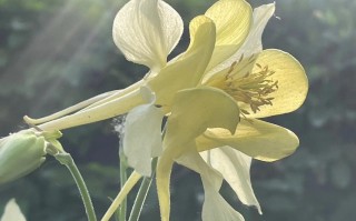 漏斗花怎么养（漏斗花怎么种植法）