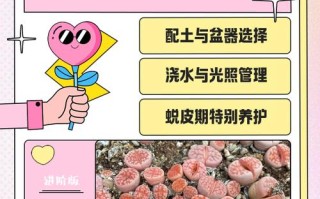 生石花怎么养长得快（生石花要怎么养才能越养越好）